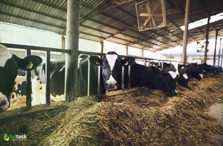 Dairy Farming