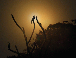 bird-5394906_960_720